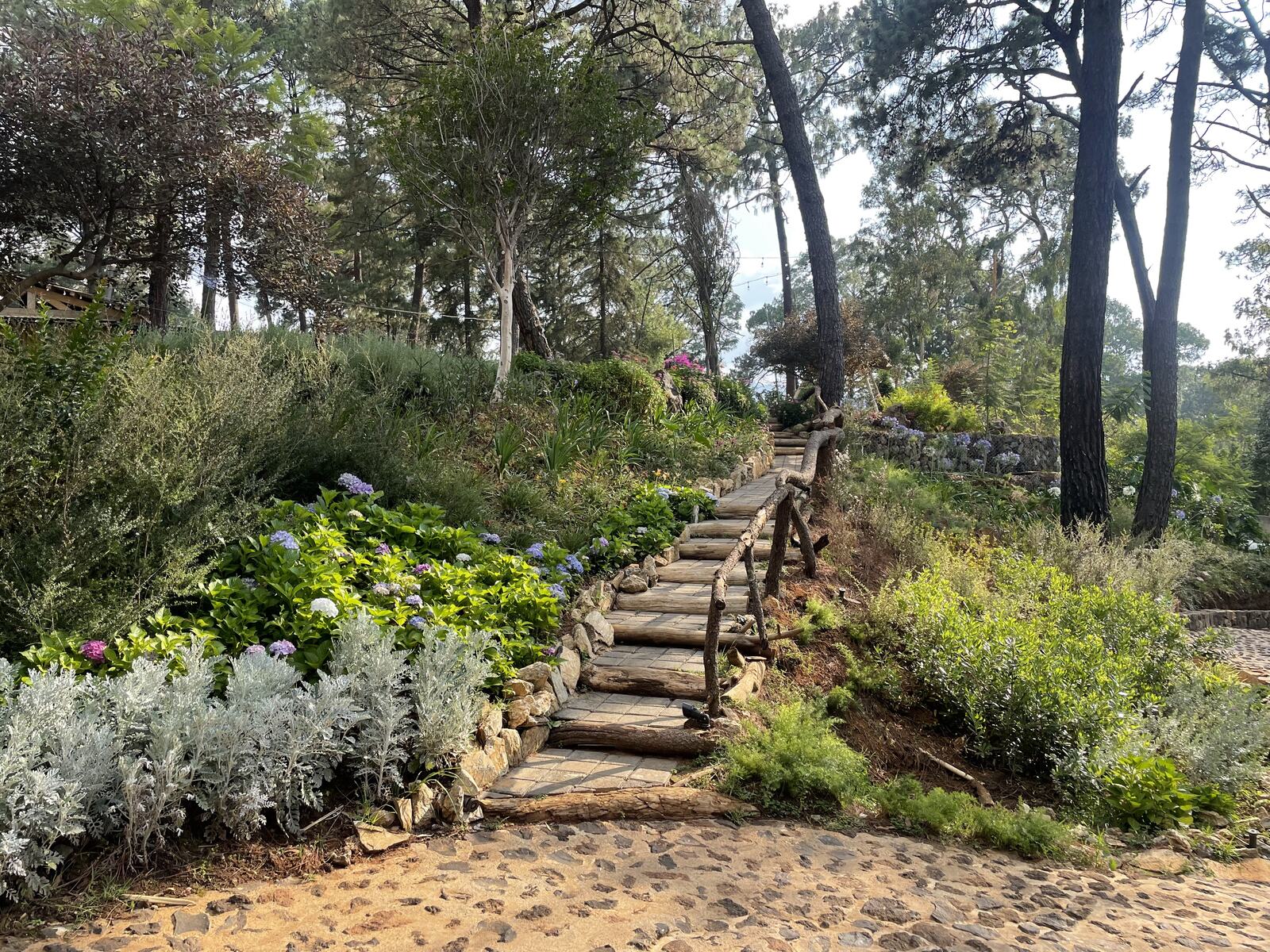 Escalinata de madera entre plantas de sombra