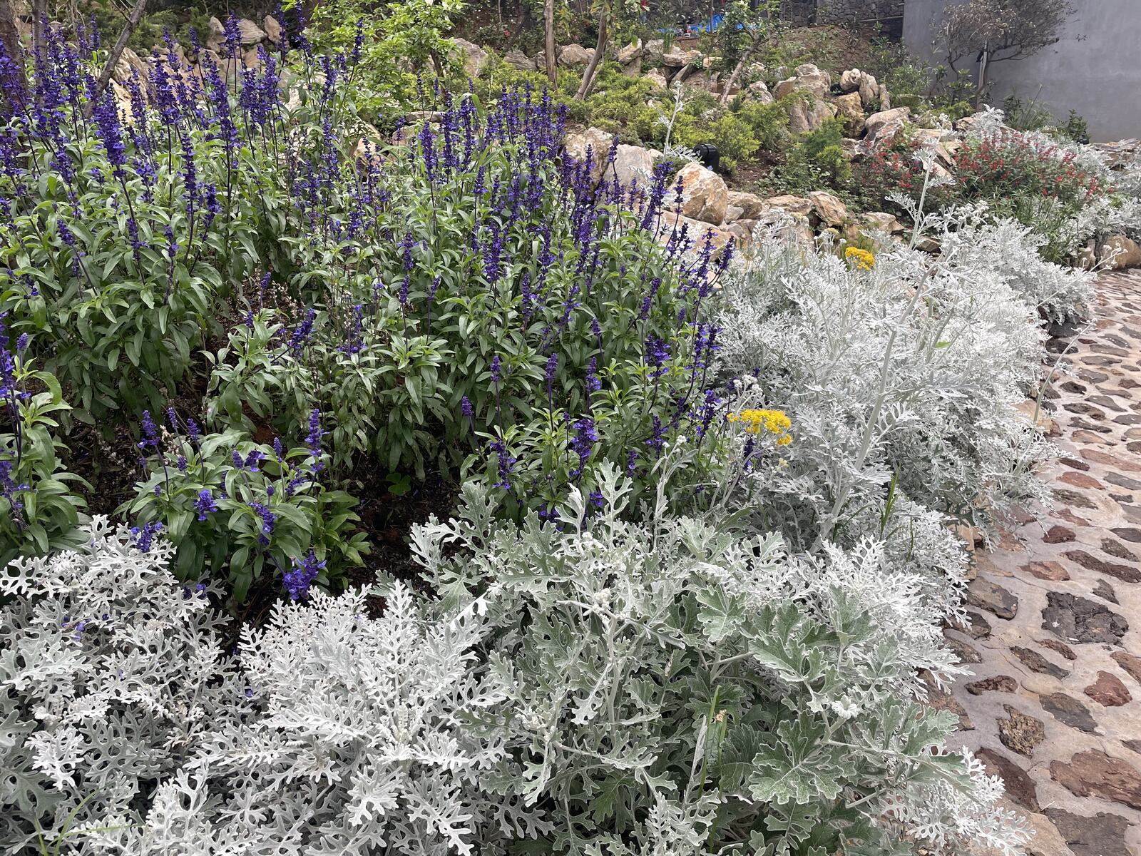 Salvias moradas y cinerarias plateadas en flor