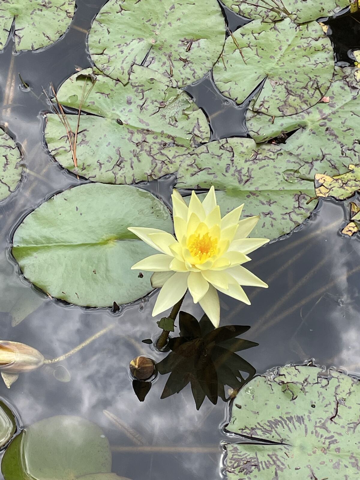 Nenúfar amarillo en flor sobre el estanque